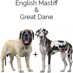 Daniff Dog